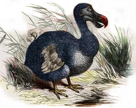 Researchers State They’ve Made a ‘Major Breakthrough’ in Reviving the Dodo for the Very First Occasion in Multiple Generations
